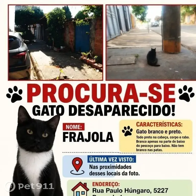Gato desaparecido Macho (brl002706) - photo