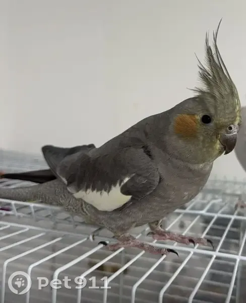 Lost bird, Northeast 1st Place, 761, Hialeah - grey cockatiel - photo