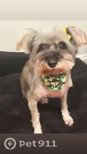 Lost dog, West 18th Street, Chicago - female with pink collar - photo