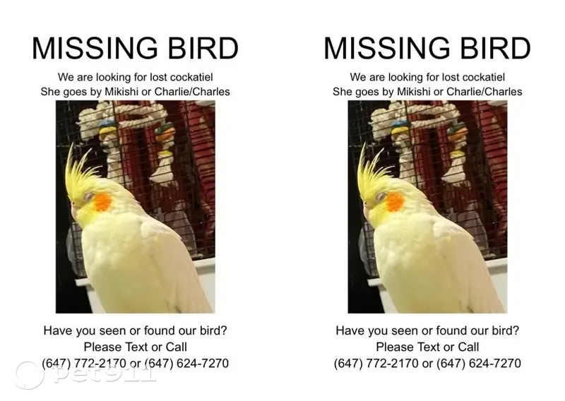 Lost bird, Glebeholme Boulevard, Toronto - female with a bald spot - photo