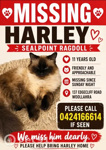 Lost cat, Edgecliff Road, Woollahra, Sydney - very friendly male - photo