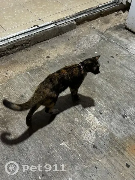 Perdido gato hembra, Avenida Balamtun, 12, Playa del Carmen - collar rosa - photo