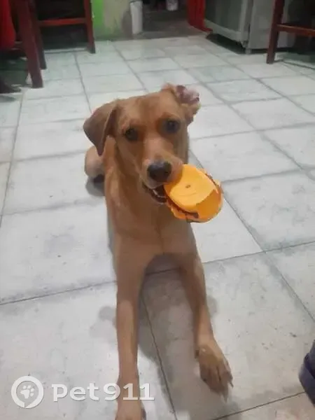 Perdido perro, Calle 16 de Septiembre, San Pedro Tlaquepaque - Nala, color canela - photo