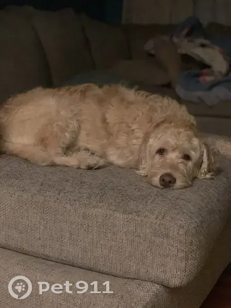 Lost dog, West Prairie Street, 200, Camp Point, Quincy - wirey haired golden doodle - photo