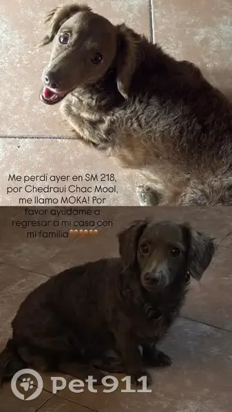 Perdido perro hembra, Calle 31 Poniente, 259, Cancún - photo