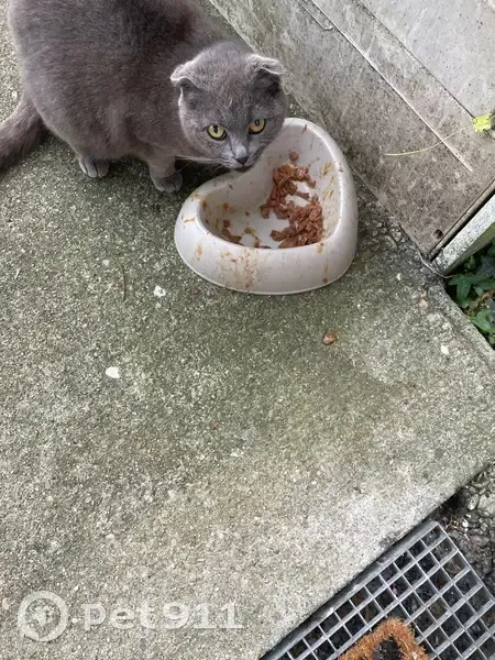 Chat trouvé, Rue Jean Prat, Ambarès-et-Lagrave - gris avec collier anti-puce - photo