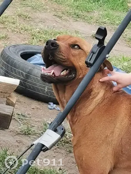Lost dog, Wattle Street, Kingborough, Hobart - male with brown and tan collar - photo