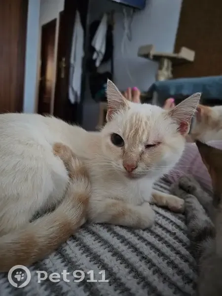Perdido gato macho, Avenida de Jaén, Chipiona, Sevilla - un ojo menos - photo