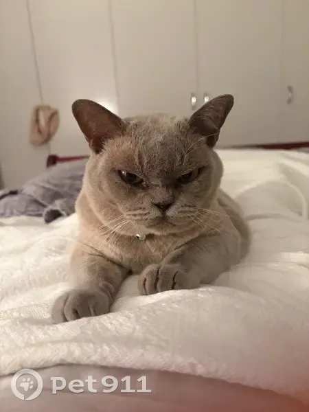 Lost male cat, Parkland Boulevard, Brisbane - lilac Burmese - photo