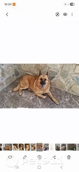 Perdido perro, Partida de Algoros, 1275A, Elche - color canela - photo