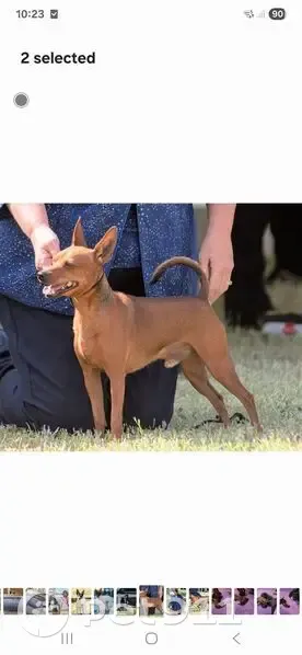 Lost male dog, Tenterfield, New South Wales - red miniature pinscher - photo