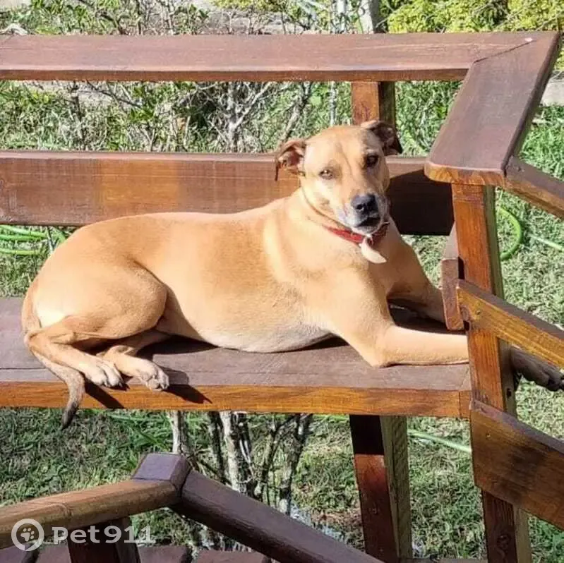 Cachorro perdido Fêmea (brl002708) - photo