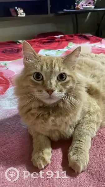 Gato desaparecido Macho (brl002707) - photo