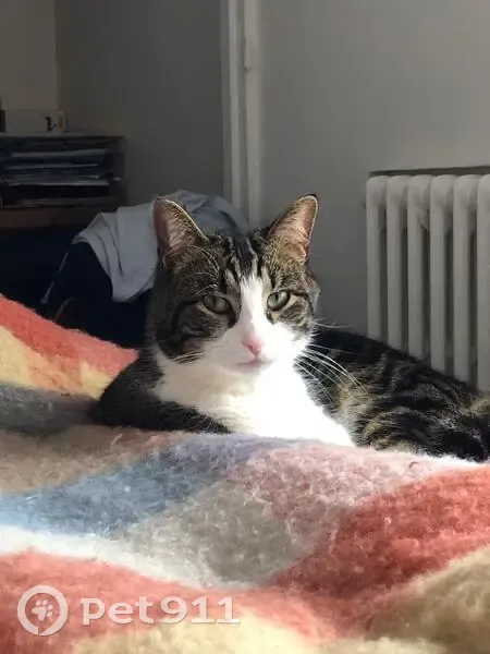 Chat perdu, Boulevard de Bellevue, Savigny-sur-Orge - tigré et blanc - photo