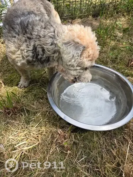 Chien trouvé, Route de la Planche, Vernantes - petit caniche avec vieux collier en cuir - photo