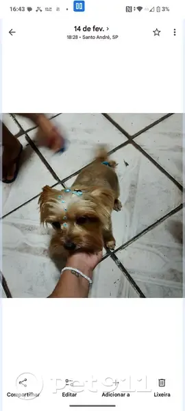 Cachorro perdido Fêmea (brl002709) - photo