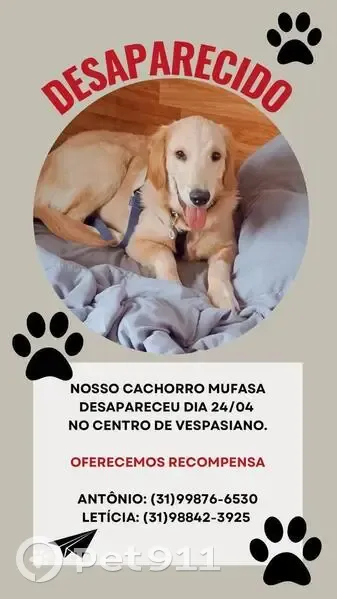 Cachorro perdido Macho (brl002710) - photo
