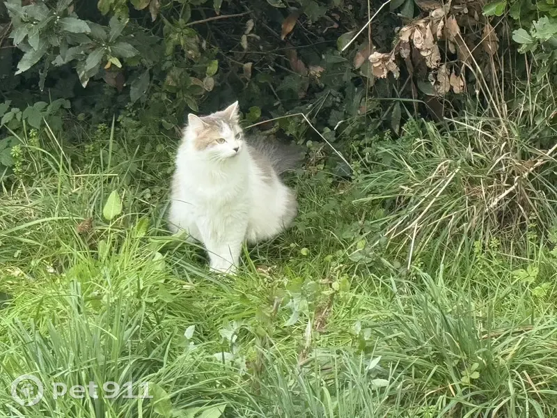 Chat perdu, Rue de la Mauvraie, Riaillé - femelle au poil long - photo