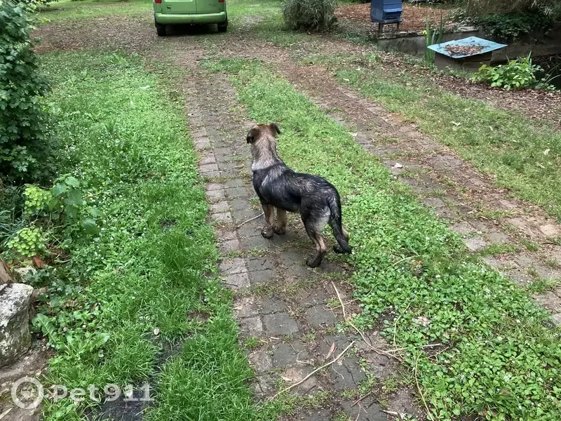Chien trouvé, Route d'Eauze, Eauze - mâle très jeune d’apparence Malinois - photo
