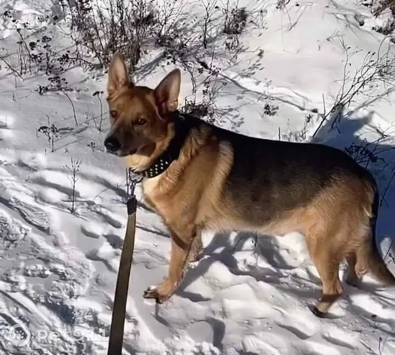 Зникла собака, вулиця Шевченка, 62, Тарасівка - золотисті головка і лапи - photo