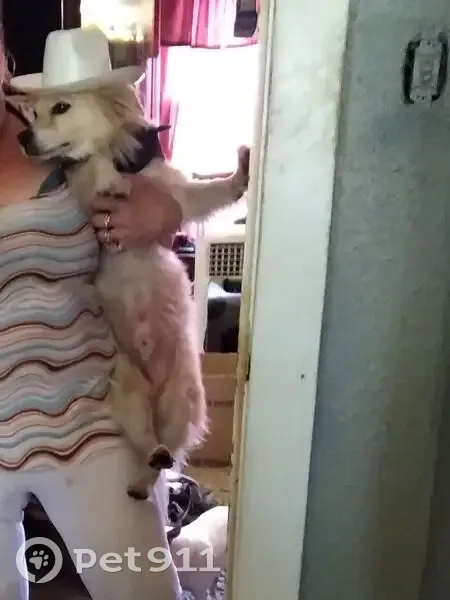 Lost male dog, West Main Street, Hillsboro - blonde and very friendly - photo