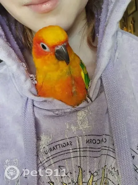 Lost bird, Eastabuchie Road, Eastabuchie - orange and yellow body with green and blue wings - photo