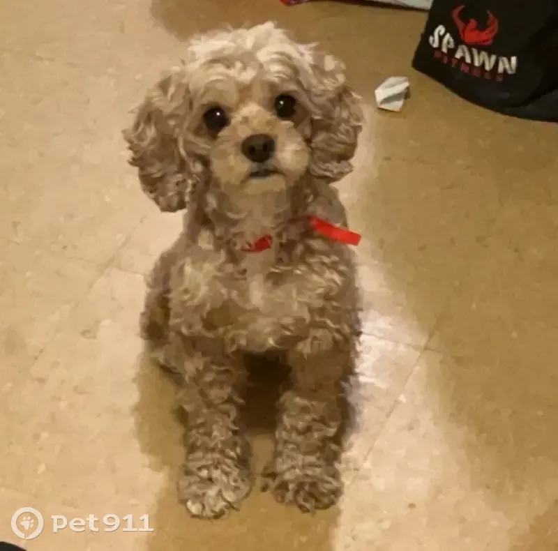 Lost dog, Cleveland: female with no tail - photo