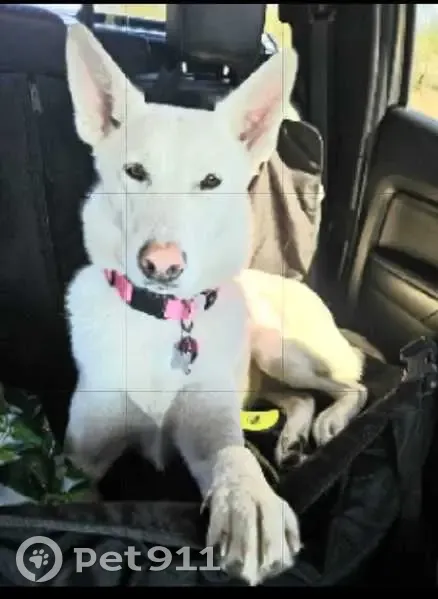 Lost dog, Indiana Toll Road, Portage - female, white German shepherd/husky mix - photo