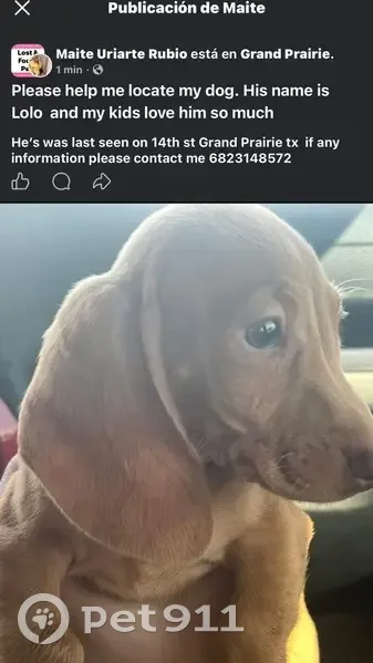 Lost dog, Northwest 14th Street, Grand Prairie - miniature dachshund - photo