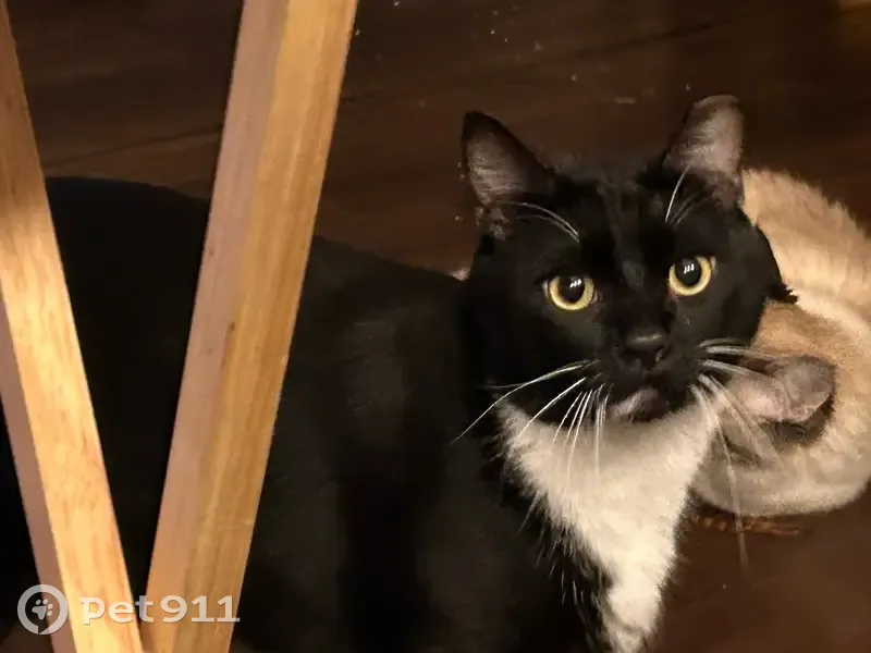 Lost cat, Alamosa Ridge Court, North Las Vegas - black with white paws - photo