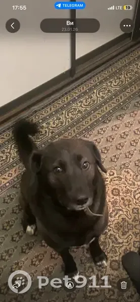 Зникла собака, Львів - photo