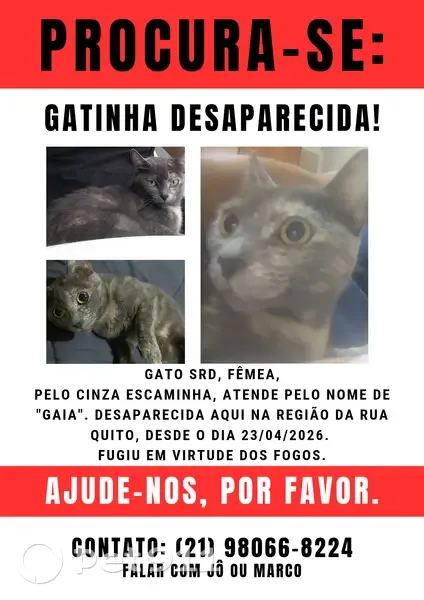 Gato desaparecido Fêmea (brl002711) - photo