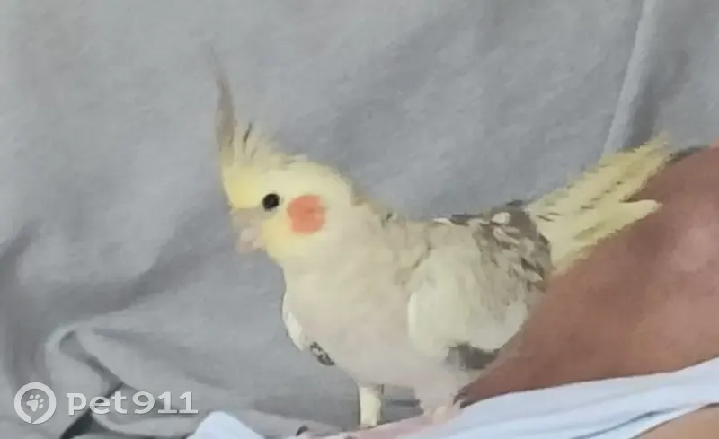 Perdida ave hembra, Kekén, 103, Cancún - photo