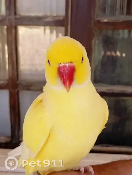 Pássaro encontrado Macho (brf002712) - photo