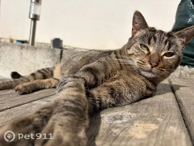 Chat perdu, Rue Henri Matisse, Plédran - tigré noir et marron - photo