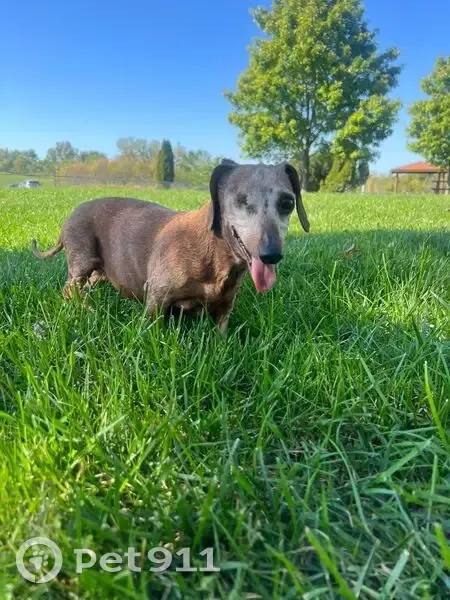 Missing dog Female, Pickerington (usl536016) - photo