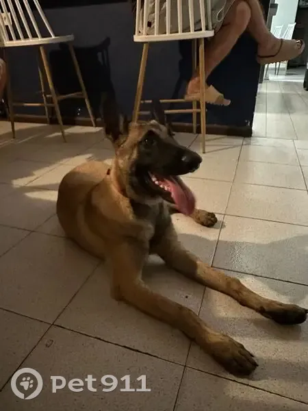 Chien trouvé, Le Tampon, Saint-Pierre - malinois mâle - photo