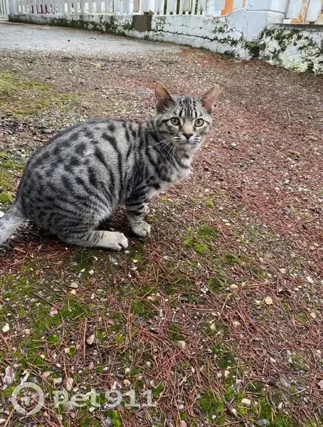 Gato perdido, Calatayud, Aragón - photo