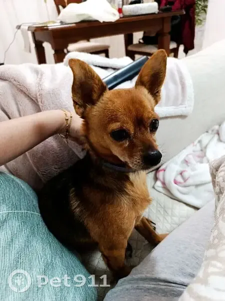 Perdido perro macho, Hipercor, Granada - photo