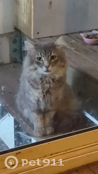 Found cat, Emperor Street, Brisbane - very fluffy and timid - photo