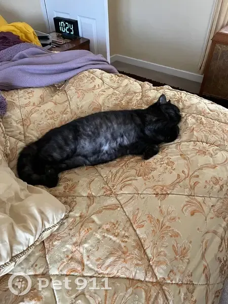 Lost male cat, Blue Bell Lane, Gwersyllt - British shorthair - photo