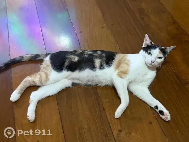 Gato desaparecido Fêmea (brl002713) - photo