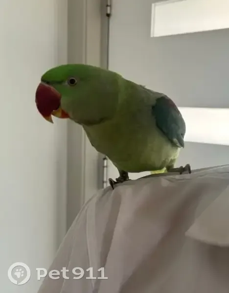 Lost bird, Prince Edward Avenue, Shoalhaven City Council - Alexandrine named Marty - photo
