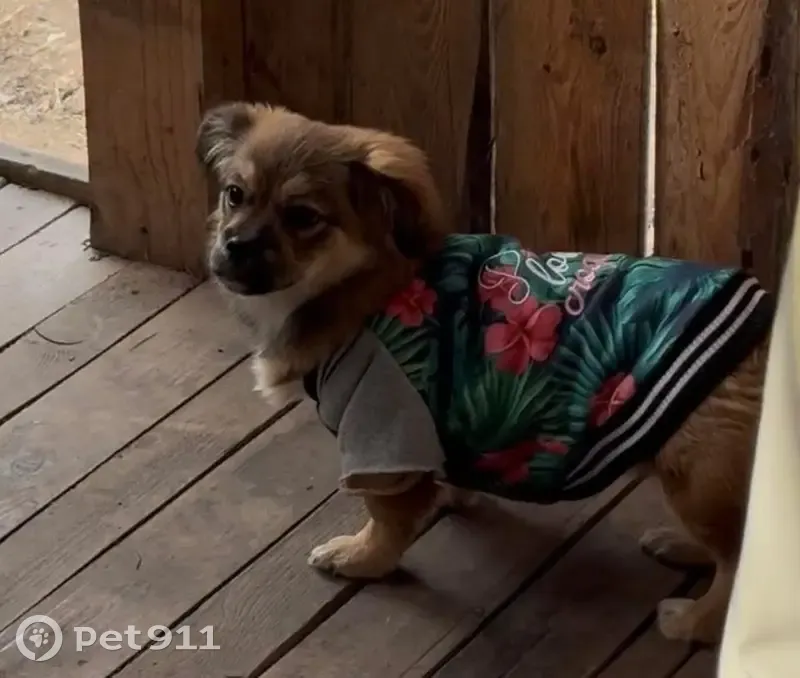 Зникла собака, вулиця Тараса Шевченка, 376а, Львів - маленька в зеленій курточці - photo