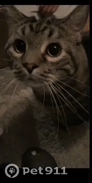 Lost male cat, North 69th Street, 1706, Wauwatosa - photo