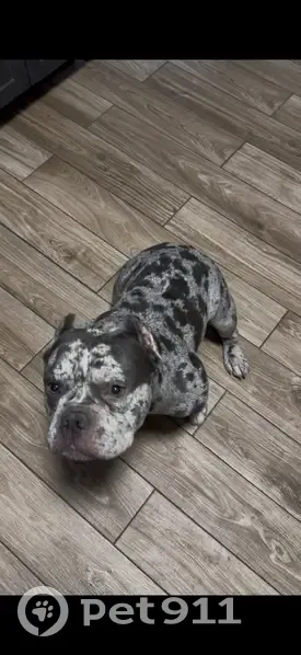 Lost dog, Blue Island, Chicago - grey with dark gray spots - photo