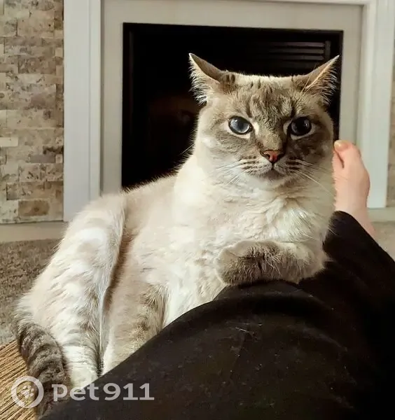 Lost cat, Carnation Court, Florence - big blue eyes - photo