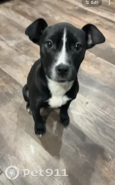 Lost dog, South Homan Avenue, Chicago - female German shepherd mix - photo