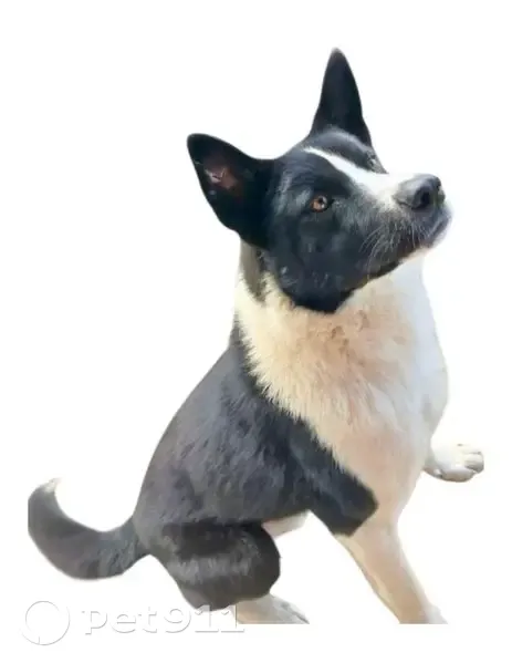 Lost dog, Bureau of Indian Affairs Road 12, Mahnomen - thick black and white fur - photo