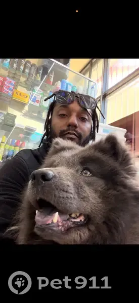 Lost dog, Andrews Avenue, 404, Dallas - female, grayish black - photo